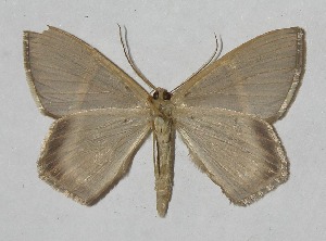  ( - 11-SRNP-65454)  @13 [ ] CreativeCommons - Attribution Non-Commercial Share-Alike (2012) Daniel H. Janzen Guanacaste Dry Forest Conservation Fund