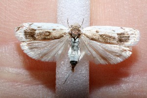  ( - 11-SRNP-67571)  @13 [ ] CreativeCommons - Attribution Non-Commercial Share-Alike (2012) Daniel H. Janzen Guanacaste Dry Forest Conservation Fund