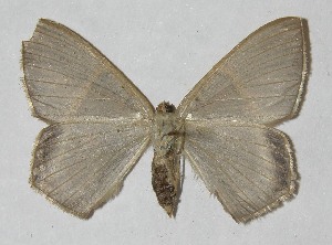  ( - 11-SRNP-71384)  @13 [ ] CreativeCommons - Attribution Non-Commercial Share-Alike (2012) Daniel H. Janzen Guanacaste Dry Forest Conservation Fund