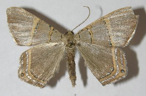  ( - 11-SRNP-71498)  @13 [ ] CreativeCommons - Attribution Non-Commercial Share-Alike (2012) Daniel H. Janzen Guanacaste Dry Forest Conservation Fund