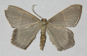  ( - 11-SRNP-71498)  @13 [ ] CreativeCommons - Attribution Non-Commercial Share-Alike (2012) Daniel H. Janzen Guanacaste Dry Forest Conservation Fund