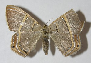  ( - 11-SRNP-71499)  @13 [ ] CreativeCommons - Attribution Non-Commercial Share-Alike (2012) Daniel H. Janzen Guanacaste Dry Forest Conservation Fund