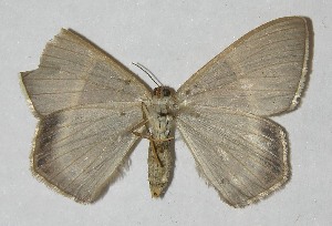  ( - 11-SRNP-71499)  @13 [ ] CreativeCommons - Attribution Non-Commercial Share-Alike (2012) Daniel H. Janzen Guanacaste Dry Forest Conservation Fund