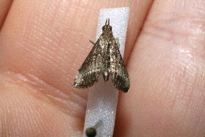  ( - 11-SRNP-80041)  @12 [ ] CreativeCommons - Attribution Non-Commercial Share-Alike (2012) Daniel H. Janzen Guanacaste Dry Forest Conservation Fund