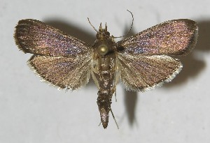  ( - 10-SRNP-69956)  @14 [ ] CreativeCommons - Attribution Non-Commercial Share-Alike (2012) Daniel H. Janzen Guanacaste Dry Forest Conservation Fund