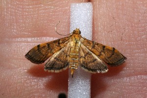  ( - 11-SRNP-1765)  @13 [ ] CreativeCommons - Attribution Non-Commercial Share-Alike (2012) Daniel H. Janzen Guanacaste Dry Forest Conservation Fund