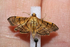  ( - 11-SRNP-1768)  @13 [ ] CreativeCommons - Attribution Non-Commercial Share-Alike (2012) Daniel H. Janzen Guanacaste Dry Forest Conservation Fund