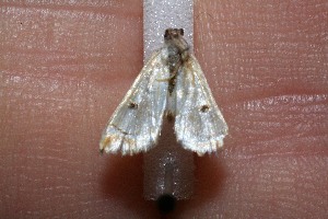  ( - 11-SRNP-30969)  @12 [ ] CreativeCommons - Attribution Non-Commercial Share-Alike (2012) Daniel H. Janzen Guanacaste Dry Forest Conservation Fund