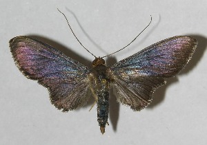  ( - 11-SRNP-42072)  @13 [ ] CreativeCommons - Attribution Non-Commercial Share-Alike (2012) Daniel H. Janzen Guanacaste Dry Forest Conservation Fund