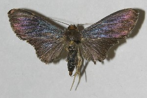  ( - 11-SRNP-42075)  @13 [ ] CreativeCommons - Attribution Non-Commercial Share-Alike (2012) Daniel H. Janzen Guanacaste Dry Forest Conservation Fund