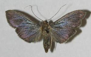  ( - 11-SRNP-42076)  @13 [ ] CreativeCommons - Attribution Non-Commercial Share-Alike (2012) Daniel H. Janzen Guanacaste Dry Forest Conservation Fund