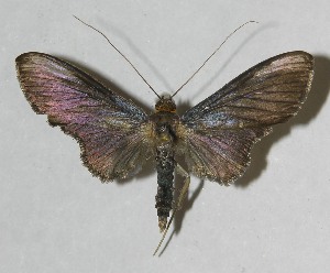  ( - 11-SRNP-42079)  @13 [ ] CreativeCommons - Attribution Non-Commercial Share-Alike (2012) Daniel H. Janzen Guanacaste Dry Forest Conservation Fund