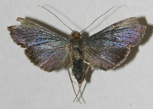  ( - 11-SRNP-42084)  @13 [ ] CreativeCommons - Attribution Non-Commercial Share-Alike (2012) Daniel H. Janzen Guanacaste Dry Forest Conservation Fund