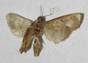  ( - 11-SRNP-55658)  @13 [ ] CreativeCommons - Attribution Non-Commercial Share-Alike (2012) Daniel H. Janzen Guanacaste Dry Forest Conservation Fund