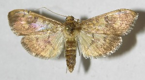  ( - 11-SRNP-55659)  @13 [ ] CreativeCommons - Attribution Non-Commercial Share-Alike (2012) Daniel H. Janzen Guanacaste Dry Forest Conservation Fund