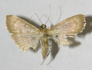  ( - 11-SRNP-55777)  @14 [ ] CreativeCommons - Attribution Non-Commercial Share-Alike (2012) Daniel H. Janzen Guanacaste Dry Forest Conservation Fund