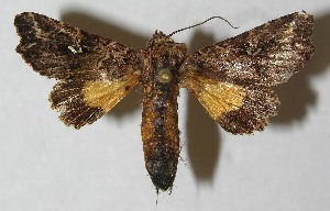  ( - 11-SRNP-65564)  @13 [ ] CreativeCommons - Attribution Non-Commercial Share-Alike (2012) Daniel H. Janzen Guanacaste Dry Forest Conservation Fund