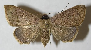  ( - 11-SRNP-65780)  @14 [ ] CreativeCommons - Attribution Non-Commercial Share-Alike (2012) Daniel H. Janzen Guanacaste Dry Forest Conservation Fund