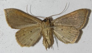  ( - 11-SRNP-65785)  @14 [ ] CreativeCommons - Attribution Non-Commercial Share-Alike (2012) Daniel H. Janzen Guanacaste Dry Forest Conservation Fund