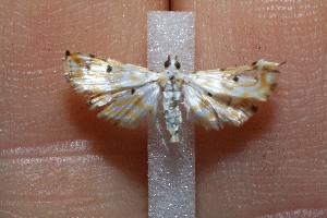  ( - 11-SRNP-71309)  @12 [ ] CreativeCommons - Attribution Non-Commercial Share-Alike (2012) Daniel H. Janzen Guanacaste Dry Forest Conservation Fund