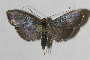  ( - 11-SRNP-75312)  @13 [ ] CreativeCommons - Attribution Non-Commercial Share-Alike (2012) Daniel H. Janzen Guanacaste Dry Forest Conservation Fund