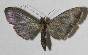  ( - 11-SRNP-75311)  @13 [ ] CreativeCommons - Attribution Non-Commercial Share-Alike (2012) Daniel H. Janzen Guanacaste Dry Forest Conservation Fund