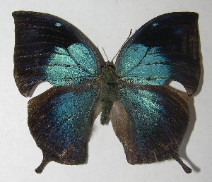  ( - 11-SRNP-56549)  @11 [ ] CreativeCommons - Attribution Non-Commercial Share-Alike (2012) Daniel H. Janzen Guanacaste Dry Forest Conservation Fund