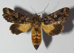  ( - 11-SRNP-65718)  @13 [ ] CreativeCommons - Attribution Non-Commercial Share-Alike (2012) Daniel H. Janzen Guanacaste Dry Forest Conservation Fund