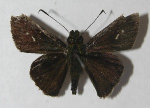  ( - 11-SRNP-72742)  @14 [ ] CreativeCommons - Attribution Non-Commercial Share-Alike (2012) Daniel H. Janzen Guanacaste Dry Forest Conservation Fund