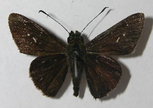  ( - 11-SRNP-72743)  @14 [ ] CreativeCommons - Attribution Non-Commercial Share-Alike (2012) Daniel H. Janzen Guanacaste Dry Forest Conservation Fund