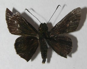  ( - 11-SRNP-72744)  @14 [ ] CreativeCommons - Attribution Non-Commercial Share-Alike (2012) Daniel H. Janzen Guanacaste Dry Forest Conservation Fund