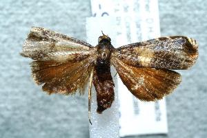  ( - 11-SRNP-32721)  @12 [ ] CreativeCommons - Attribution Non-Commercial Share-Alike (2012) Daniel H. Janzen Guanacaste Dry Forest Conservation Fund