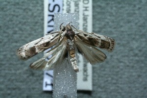  ( - 11-SRNP-5071)  @13 [ ] CreativeCommons - Attribution Non-Commercial Share-Alike (2012) Daniel H. Janzen Guanacaste Dry Forest Conservation Fund