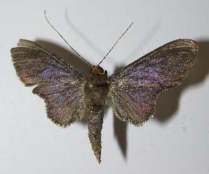  ( - 11-SRNP-72136)  @13 [ ] CreativeCommons - Attribution Non-Commercial Share-Alike (2012) Daniel H. Janzen Guanacaste Dry Forest Conservation Fund