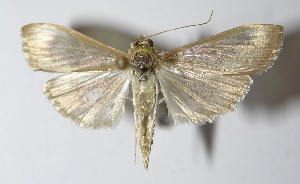  ( - 11-SRNP-72266)  @14 [ ] CreativeCommons - Attribution Non-Commercial Share-Alike (2012) Daniel H. Janzen Guanacaste Dry Forest Conservation Fund