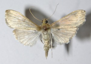  ( - 11-SRNP-72360)  @14 [ ] CreativeCommons - Attribution Non-Commercial Share-Alike (2012) Daniel H. Janzen Guanacaste Dry Forest Conservation Fund