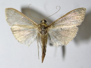  ( - 11-SRNP-72369)  @14 [ ] CreativeCommons - Attribution Non-Commercial Share-Alike (2012) Daniel H. Janzen Guanacaste Dry Forest Conservation Fund