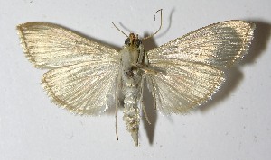  ( - 11-SRNP-72394)  @14 [ ] CreativeCommons - Attribution Non-Commercial Share-Alike (2012) Daniel H. Janzen Guanacaste Dry Forest Conservation Fund