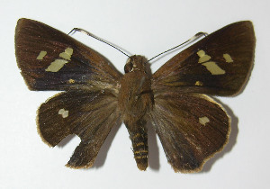  ( - 11-SRNP-68110)  @14 [ ] CreativeCommons - Attribution Non-Commercial Share-Alike (2014) Daniel H. Janzen Guanacaste Dry Forest Conservation Fund