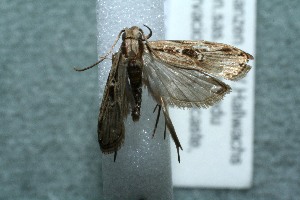  ( - 11-SRNP-82124)  @13 [ ] CreativeCommons - Attribution Non-Commercial Share-Alike (2013) Daniel H. Janzen Guanacaste Dry Forest Conservation Fund