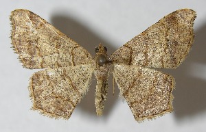  (Semiothisa punctistriata - 12-SRNP-13051)  @14 [ ] CreativeCommons - Attribution Non-Commercial Share-Alike (2013) Daniel H. Janzen Guanacaste Dry Forest Conservation Fund