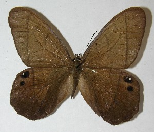  ( - 12-SRNP-21197)  @14 [ ] CreativeCommons - Attribution Non-Commercial Share-Alike (2013) Daniel H. Janzen Guanacaste Dry Forest Conservation Fund