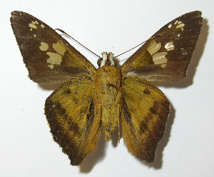  ( - 12-SRNP-21357)  @14 [ ] CreativeCommons - Attribution Non-Commercial Share-Alike (2014) Daniel H. Janzen Guanacaste Dry Forest Conservation Fund