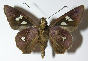  ( - 12-SRNP-22099)  @14 [ ] CreativeCommons - Attribution Non-Commercial Share-Alike (2014) Daniel H. Janzen Guanacaste Dry Forest Conservation Fund