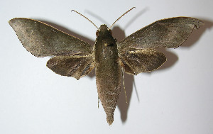  ( - 12-SRNP-31317)  @14 [ ] CreativeCommons - Attribution Non-Commercial Share-Alike (2014) Daniel H. Janzen Guanacaste Dry Forest Conservation Fund