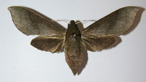  ( - 12-SRNP-40187)  @14 [ ] CreativeCommons - Attribution Non-Commercial Share-Alike (2014) Daniel H. Janzen Guanacaste Dry Forest Conservation Fund