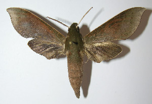  ( - 12-SRNP-40413)  @14 [ ] CreativeCommons - Attribution Non-Commercial Share-Alike (2014) Daniel H. Janzen Guanacaste Dry Forest Conservation Fund