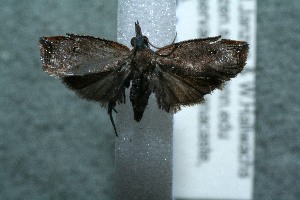  ( - 12-SRNP-40777)  @12 [ ] CreativeCommons - Attribution Non-Commercial Share-Alike (2013) Daniel H. Janzen Guanacaste Dry Forest Conservation Fund