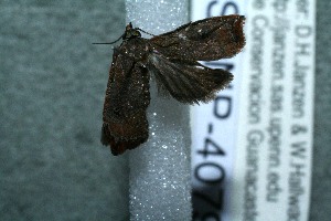  ( - 12-SRNP-40794)  @12 [ ] CreativeCommons - Attribution Non-Commercial Share-Alike (2013) Daniel H. Janzen Guanacaste Dry Forest Conservation Fund
