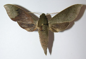  ( - 12-SRNP-41251)  @14 [ ] CreativeCommons - Attribution Non-Commercial Share-Alike (2014) Daniel H. Janzen Guanacaste Dry Forest Conservation Fund